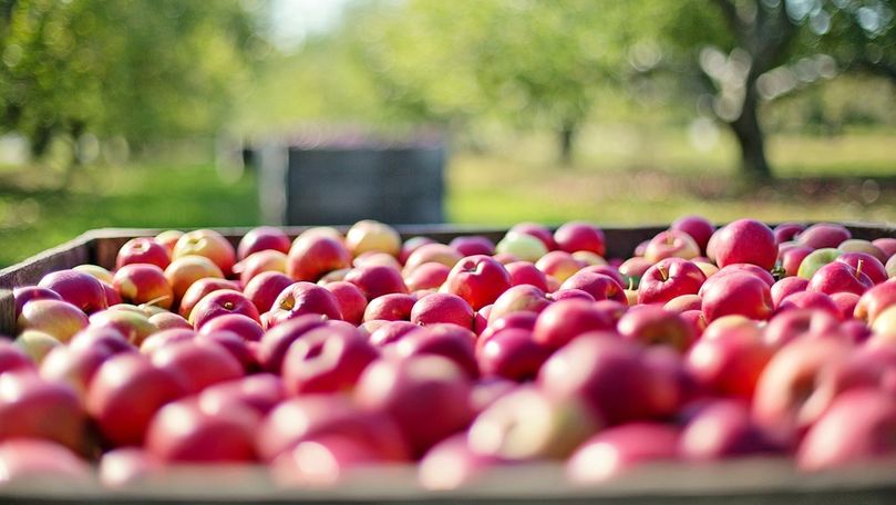 Fermierii din Făleşti îşi vând produsele pe piețele din Arabia Saudită