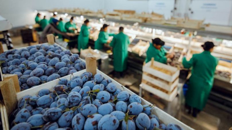 Premieră: Prune produse în Găgăuzia au fost exportate în UE