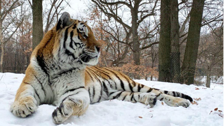În SUA a murit tigrul Amur poreclit Putin