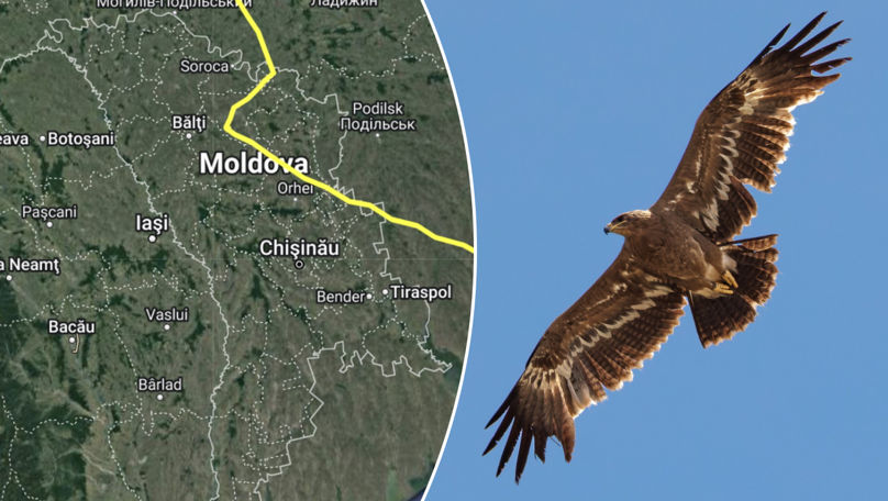 O pasăre rar întâlnită pe continentul european a ajuns în Moldova