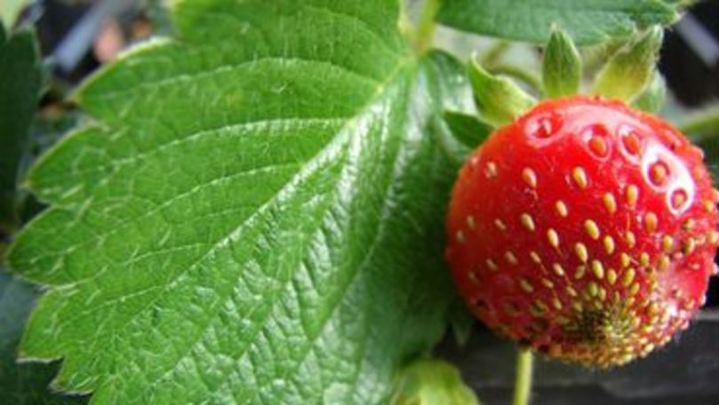 Căpșunele apar în vânzare în Moldova mai devreme decât în țările vecine