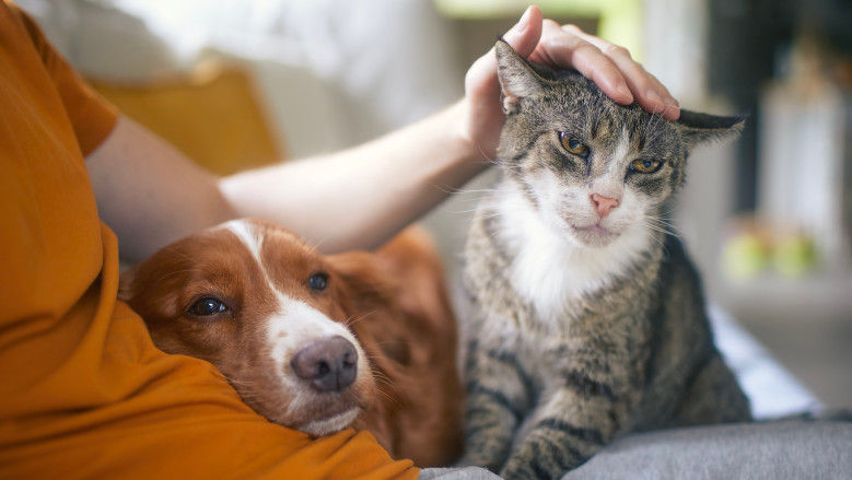 Cu ajutorul AI-ului, vom putea vorbi cu animalele? Ce spun cercetătorii