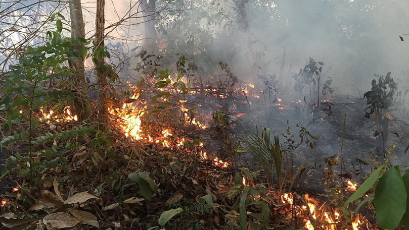 Forbes, despre incendiile din Amazon și plămânul planetei: E fals