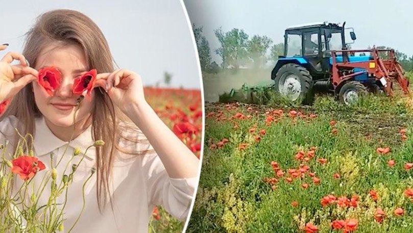 Un lan cu maci din Bălți, distrus de un tractor. Care este motivul