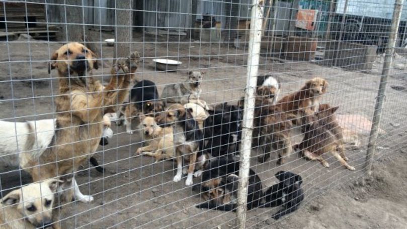 Activiștii civici cer adoptarea unei legi care să protejeze animalele