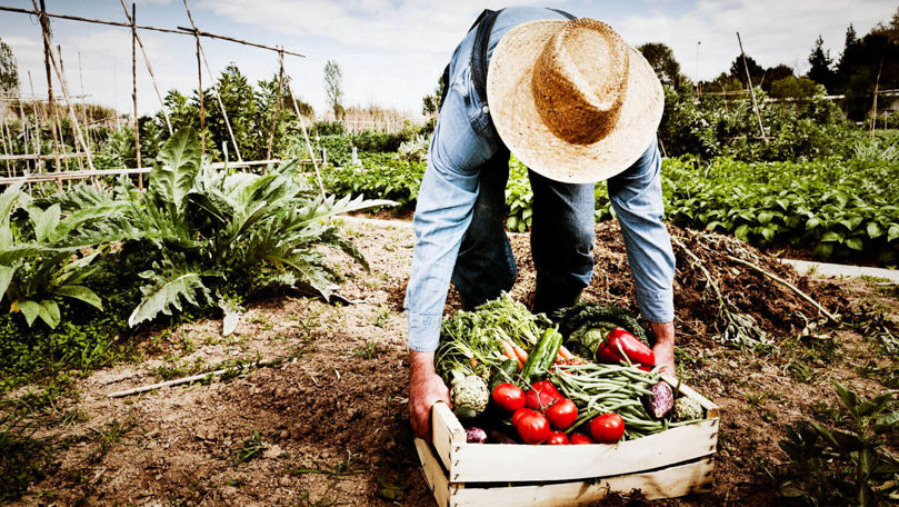 Vor fi acordate subvenții pentru cei care dezvoltă agricultura ecologică