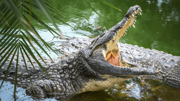 Filipine: Un turist, atacat de un crocodil. A crezut că este o statuie