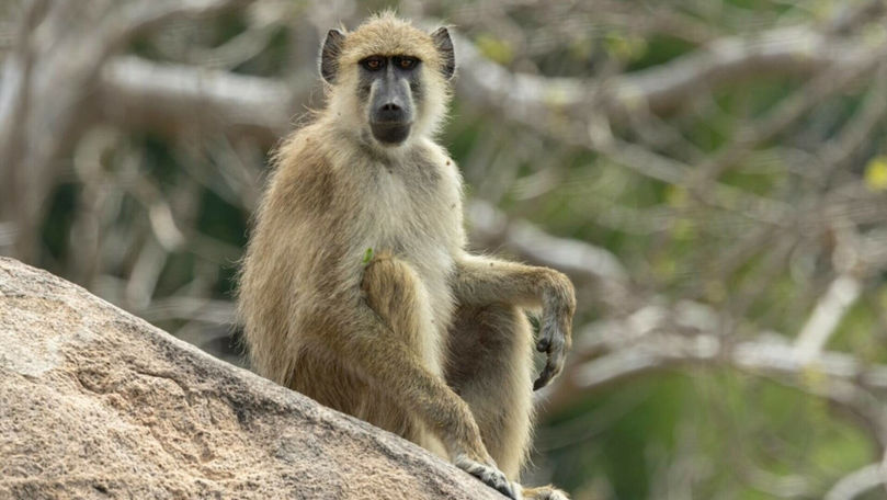 Germania: 12 babuini, uciși într-o grădină zoologică. Care e motivul