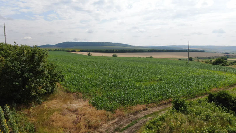 Schimbările climatice afectează agricultura: Ce spun fermierii