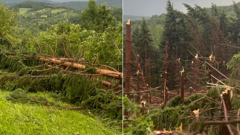 România: O furtună violentă a pus la pământ o pădure. Un bărbat a murit