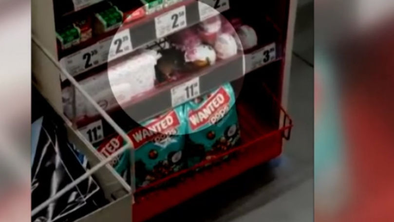 Un șoarece, filmat cum mănâncă ciocolată pe raftul unui hypermarket