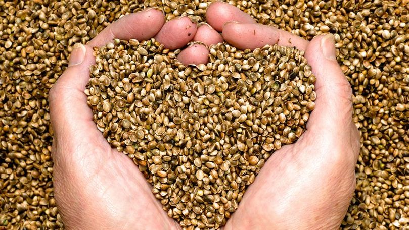 Platforma DA propune statului să achiziționeze semințe de cereale