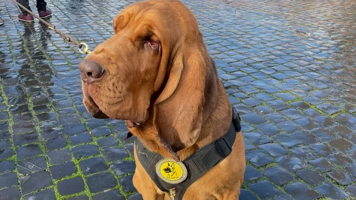 Bruno, câinele-erou din Italia, ucis cu cruzime. Meloni: Un act josnic
