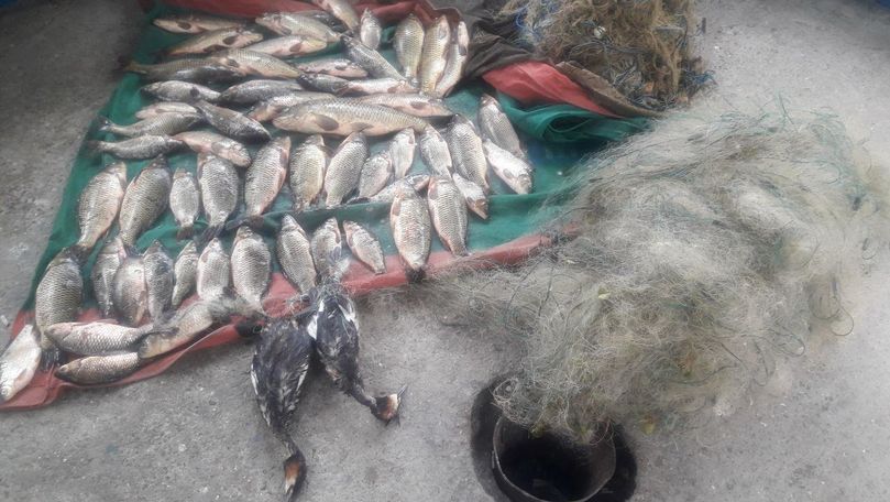 40 kg de pește și 2 rațe sălbatice, braconate în apele lacului Manta