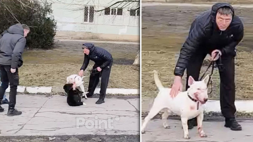  В Бельцах мужчина натравил бойцовскую собаку на бездомного пса.