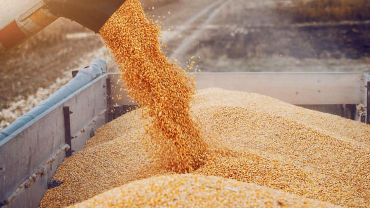 Exporturile de grâu și porumb, în continuă scădere. Ce spun fermierii