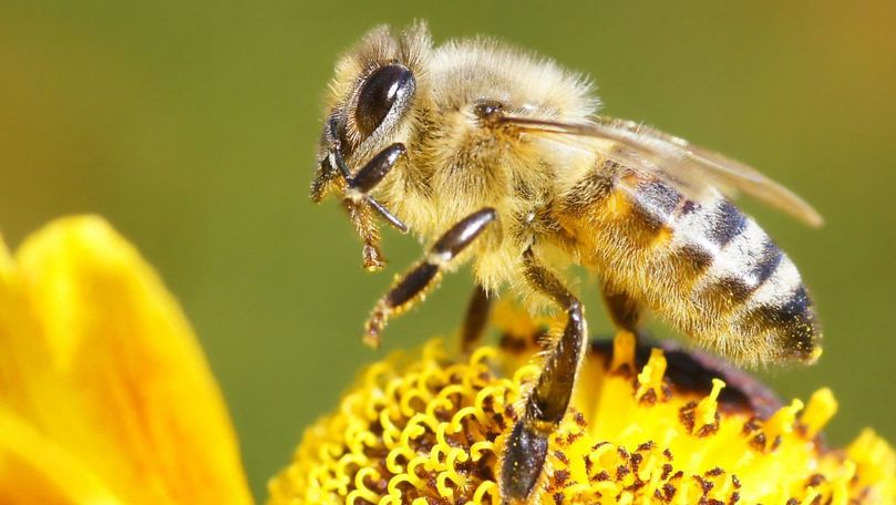 ANSA reacționează după ce sute de familii de albine au murit în Găgăuzia