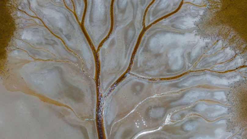 Imagini spectaculoase: Copacul vieții, descoperit pe fundul unui lac