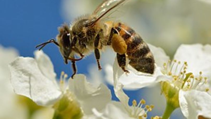 Albinele şi fluturii sunt pe cale de dispariţie din cauza poluării