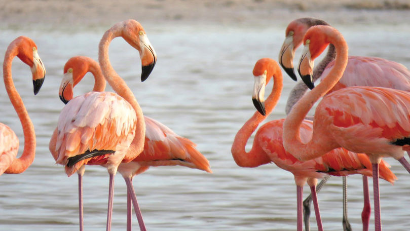 Imagini spectaculoase: Păsările flamingo au poposit în Delta Dunării