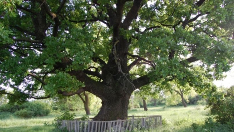 Stejarul de 360 de ani din Moldova care e vizitat rar de turiști