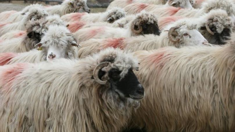 România: Vine peste noi şi pesta ovinelor