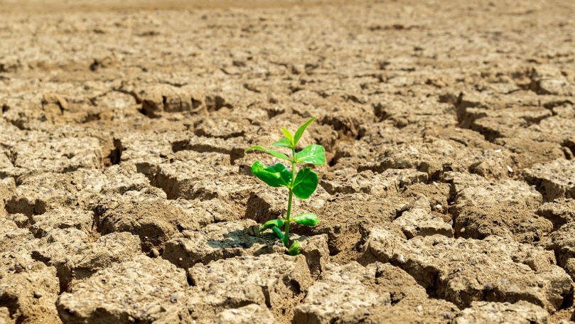 Sfaturi pentru a proteja culturile agricole de secetă și înghețuri