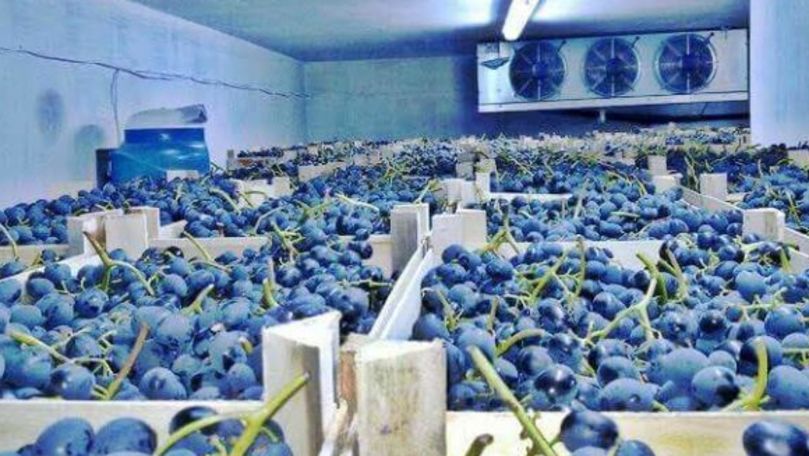 Молдавские виноградари заложили на хранение меньше продукции, чем в прошлом году.