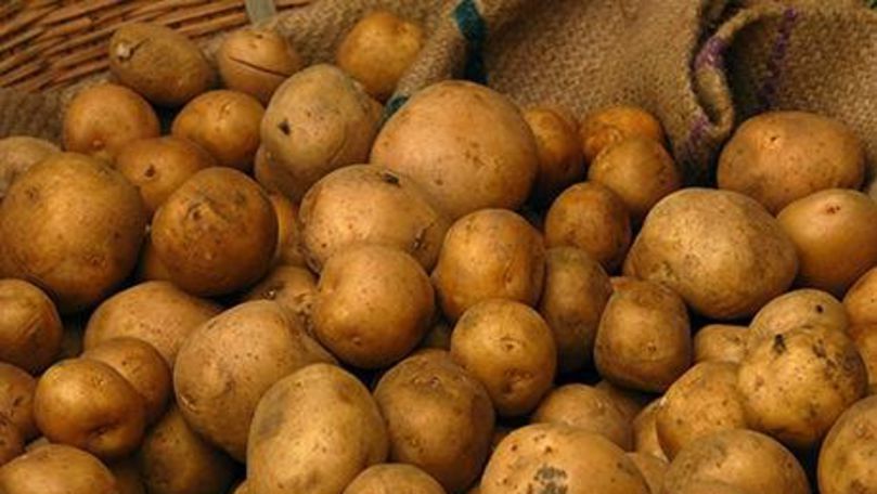 Cât de afectată va fi roada de cartofi în acest an