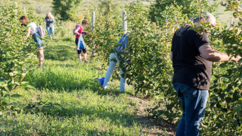 Drumul Fructelor: În Moldova se lansează platforma Culege-ți singur