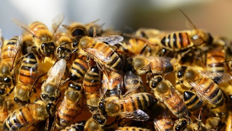 Un cuplu a împărțit dormitorul timp de doi ani cu un roi de albine
