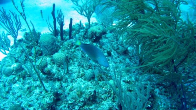 Savanții caută răspunsuri pentru schimbările climatice în Oceanul Indian