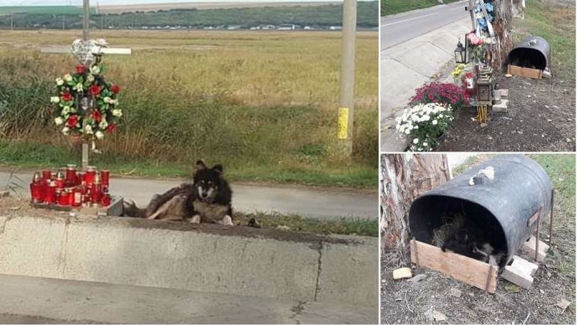 Un câine, filmat cum stă de 2 săptămâni în locul unde a murit un tânăr