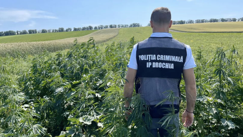 Mii de plante de cânepă, depistate la Antoneuca: Un bărbat este cercetat