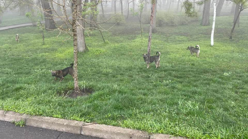O haită de câini din parcul Valea Morilor au atacat mai multe persoane