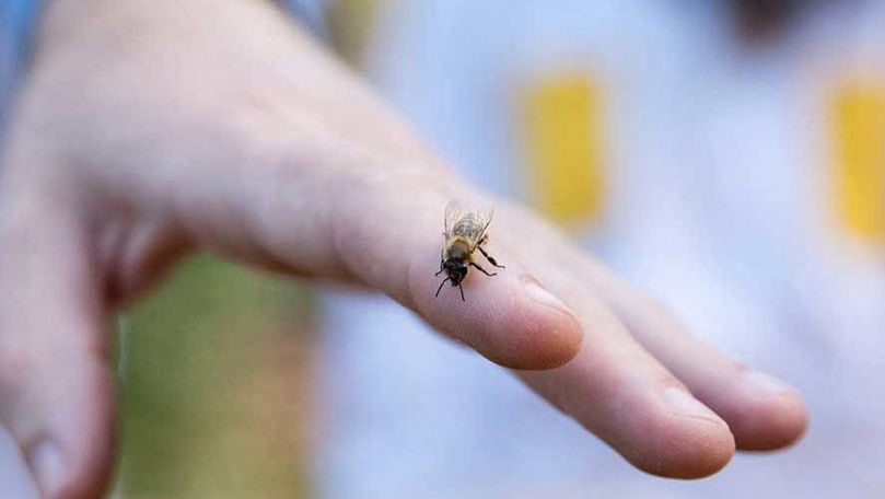 CNAMUP: 10 persoane au suferit șoc anafilactic din cauza insectelor