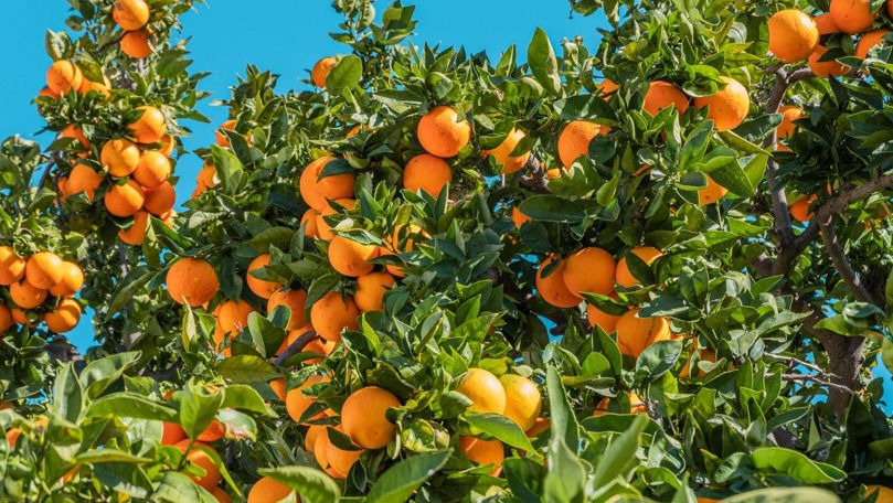 Миру грозит дефицит апельсинов.
