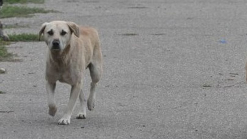 Maidanez, aruncat drept pradă unui câine de luptă. Scena a fost filmată