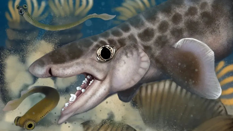 O nouă specie de rechin, de acum 340 de milioane de ani, descoperită