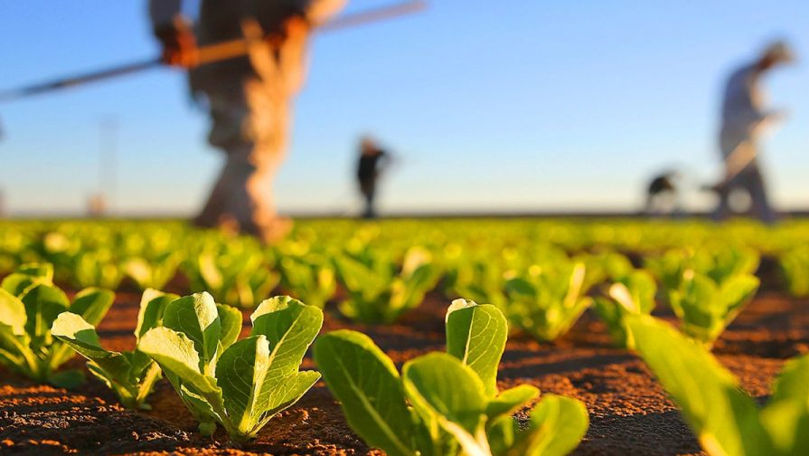 AIPA: Peste 89 de milioane de lei au ajuns în conturile agricultorilor