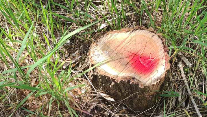 Probleme la Cărpineni: Peste 300 de arbori au fost tăiați ilegal