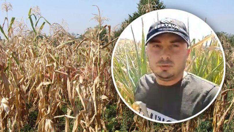 Agricultor din nordul țării: Porumbul nu poate fi salvat. E pierdut