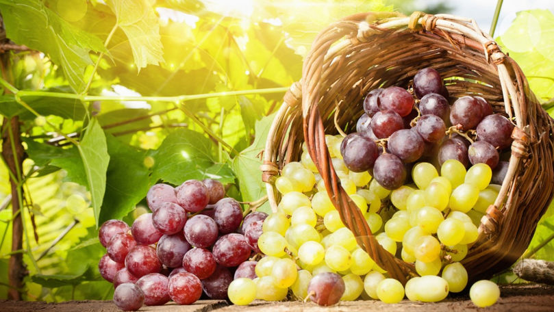 Strugurii în seră, mai profitabili? Ce spune un viticultor din Ialoveni