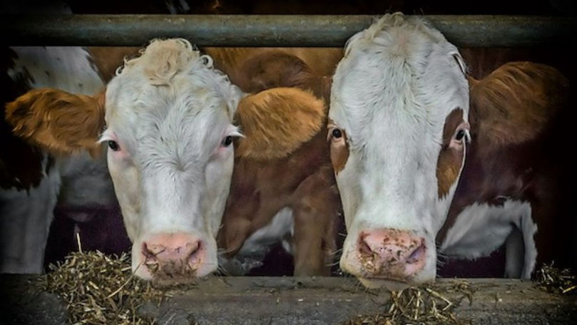 Producția agricolă în gospodării a scăzut cu peste 9% în trei luni