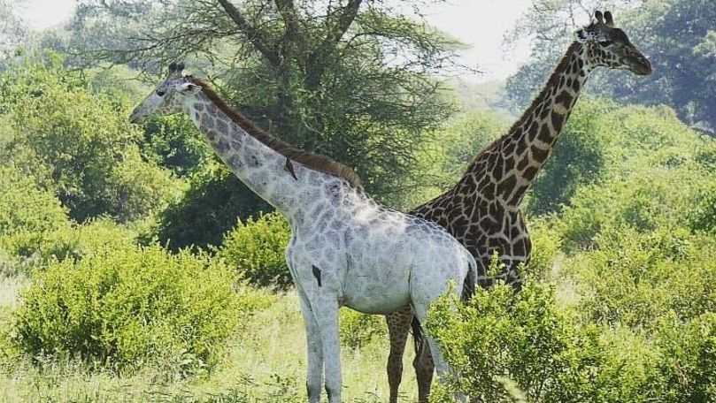 Două girafe albe, extrem de rare, ucise de braconieri în Kenya