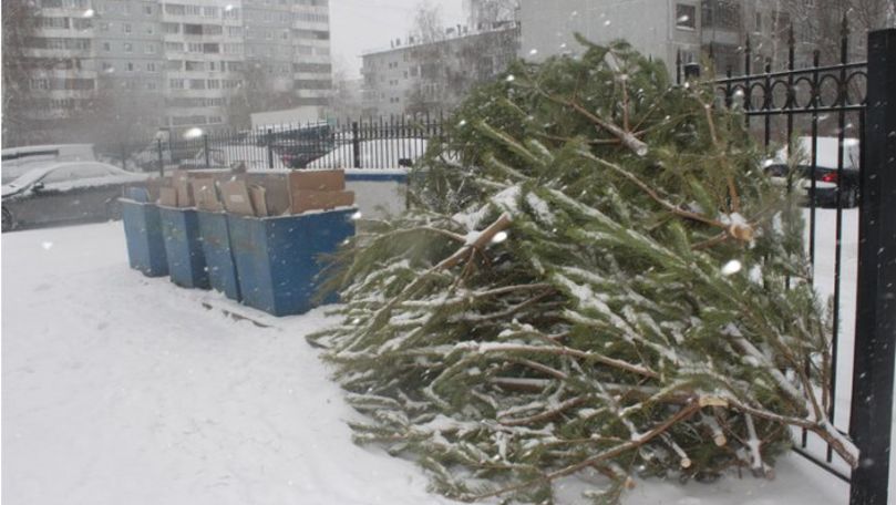 Pomul de Crăciun poate fi folosit în gospodărie sau în scopuri ecologice