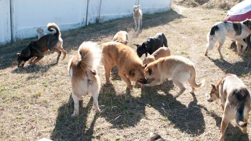 În Chișinău, problema animalelor fără adăpost rămâne nesoluționată