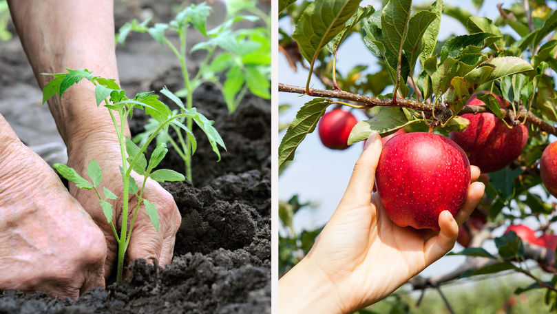 MAIB relansează Campania dedicată producătorilor agricoli (P)