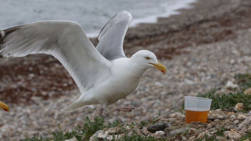 Situație neobișnuită: Pescăruşii au băut alcoolul abandonat pe plaje