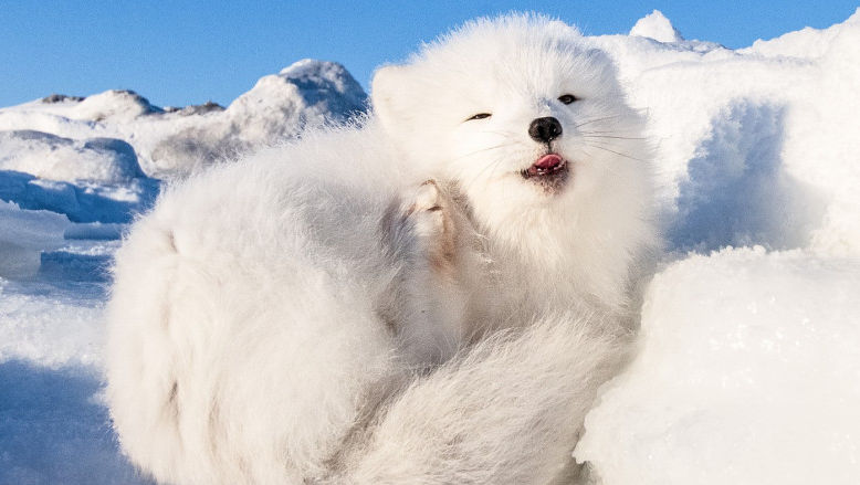 Imagini superbe cu o vulpiță polară care a tras un pui de somn la soare